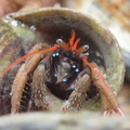 St Piran‘s hermit crab, English Channel